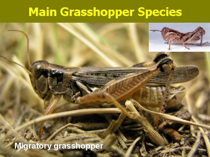 Main Grasshopper Species Migratory grasshopper 