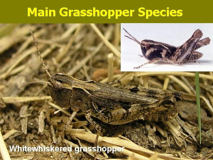 Main Grasshopper Species Whitewhiskered grasshopper 