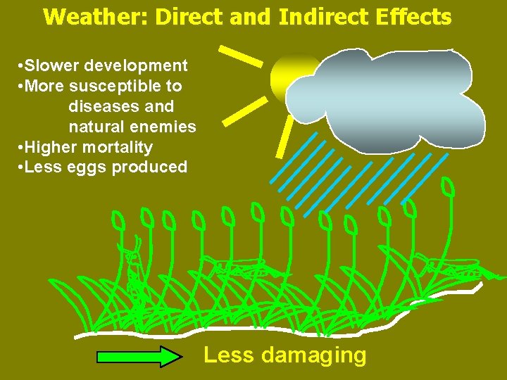 Weather: Direct and Indirect Effects • Slower development • More susceptible to diseases and