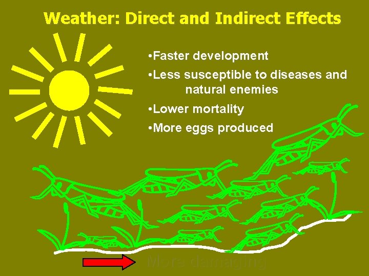 Weather: Direct and Indirect Effects • Faster development • Less susceptible to diseases and