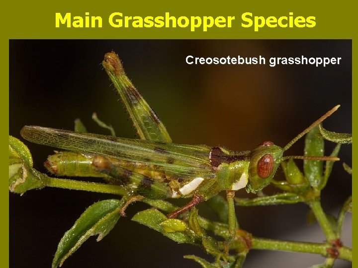 Main Grasshopper Species Creosotebush grasshopper 