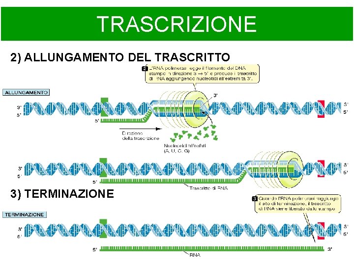 TRASCRIZIONE 2) ALLUNGAMENTO DEL TRASCRITTO 3) TERMINAZIONE 