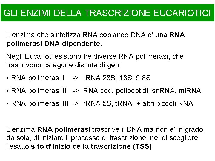 GLI ENZIMI DELLA TRASCRIZIONE EUCARIOTICI L’enzima che sintetizza RNA copiando DNA e’ una RNA