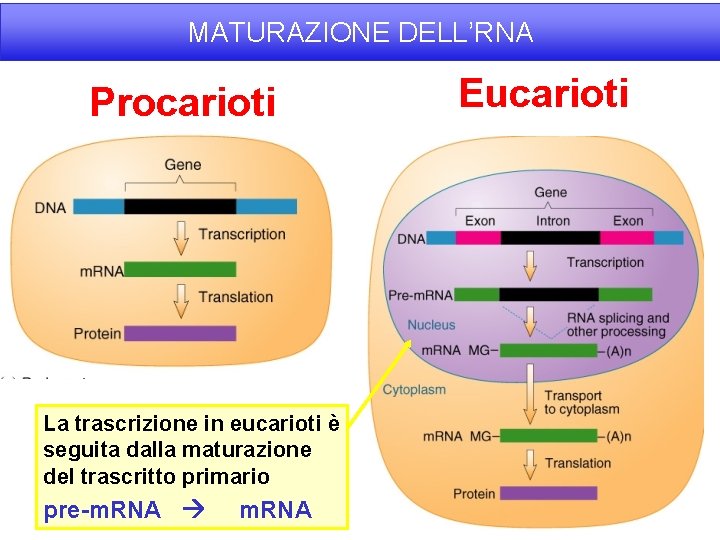 MATURAZIONE DELL’RNA Procarioti La trascrizione in eucarioti è seguita dalla maturazione del trascritto primario