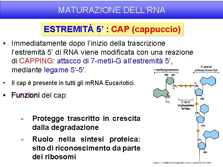 MATURAZIONE DELL’RNA ESTREMITÀ 5’ : CAP (cappuccio) • Immediatamente dopo l’inizio della trascrizione l’estremità