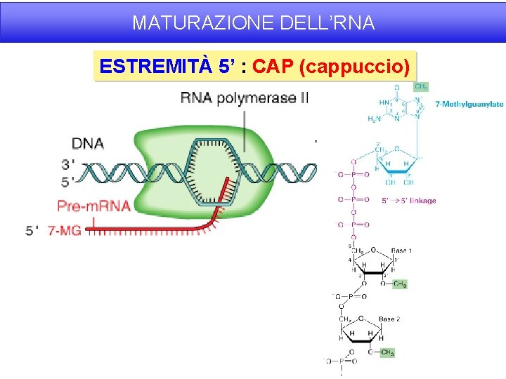 MATURAZIONE DELL’RNA ESTREMITÀ 5’ : CAP (cappuccio) 