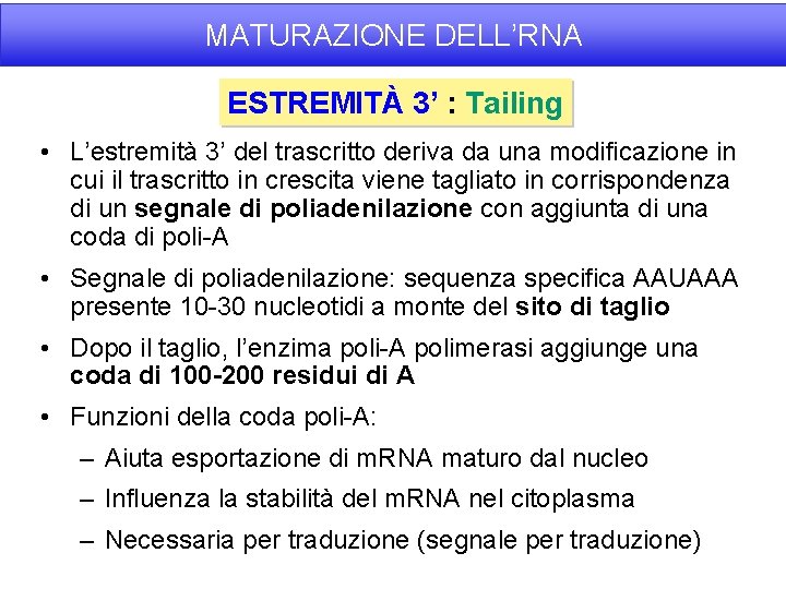 MATURAZIONE DELL’RNA ESTREMITÀ 3’ : Tailing • L’estremità 3’ del trascritto deriva da una