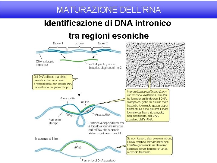 MATURAZIONE DELL’RNA Identificazione di DNA intronico tra regioni esoniche 