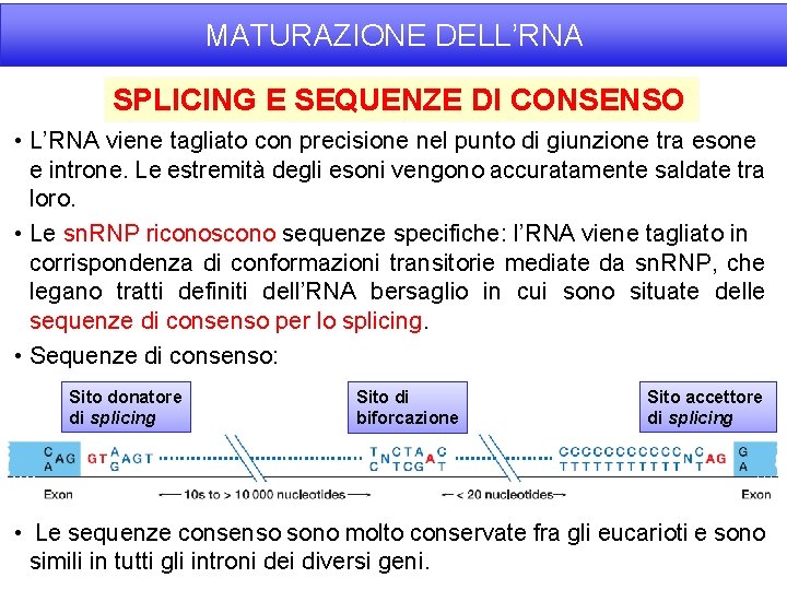 MATURAZIONE DELL’RNA SPLICING E SEQUENZE DI CONSENSO • L’RNA viene tagliato con precisione nel