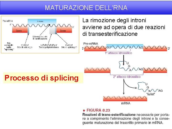 MATURAZIONE DELL’RNA La rimozione degli introni avviene ad opera di due reazioni di transesterificazione