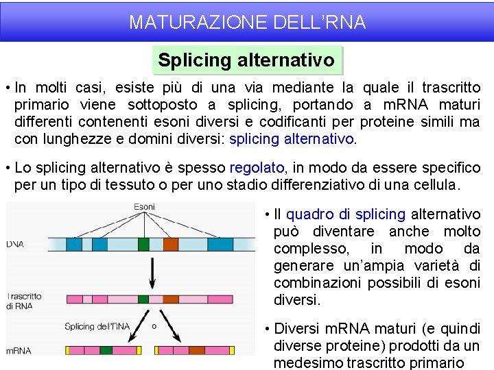 MATURAZIONE DELL’RNA Splicing alternativo • In molti casi, esiste più di una via mediante