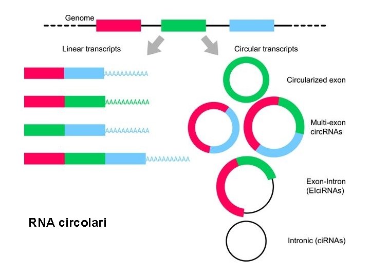 RNA circolari 