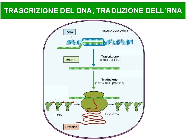 TRASCRIZIONE DEL DNA, TRADUZIONE DELL’RNA 