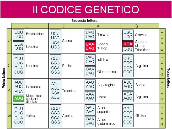 Il CODICE GENETICO 