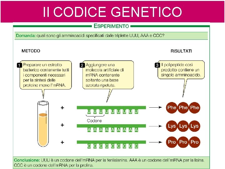 Il CODICE GENETICO 