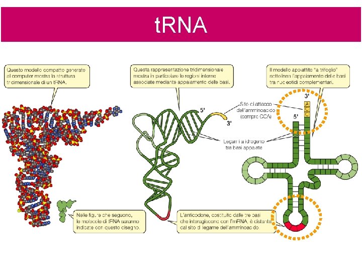 t. RNA 