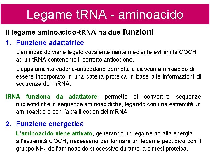 Legame t. RNA - aminoacido Il legame aminoacido-t. RNA ha due funzioni: 1. Funzione