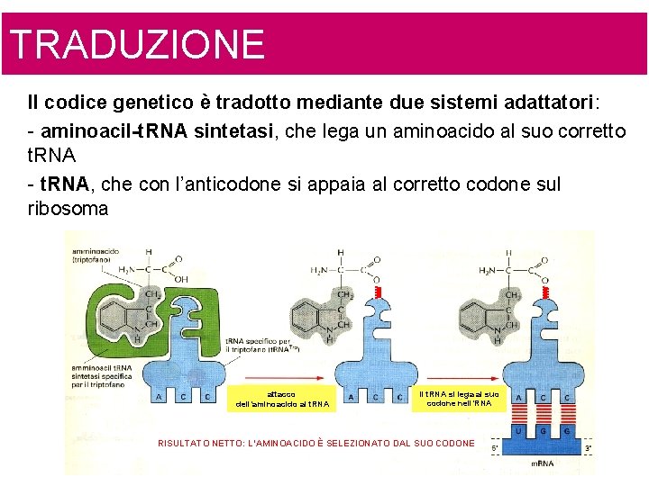 TRADUZIONE Il codice genetico è tradotto mediante due sistemi adattatori: - aminoacil-t. RNA sintetasi,