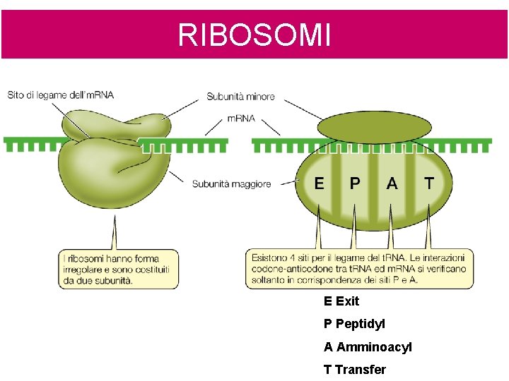 RIBOSOMI E Exit P Peptidyl A Amminoacyl T Transfer 