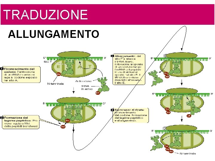 TRADUZIONE ALLUNGAMENTO 