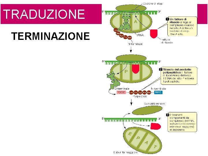 TRADUZIONE TERMINAZIONE 