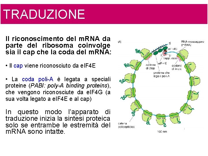 TRADUZIONE Il riconoscimento del m. RNA da parte del ribosoma coinvolge sia il cap