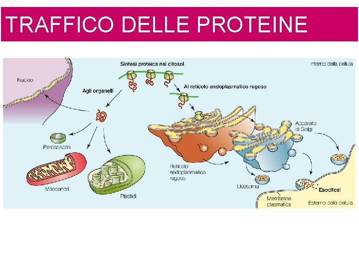 TRAFFICO DELLE PROTEINE 