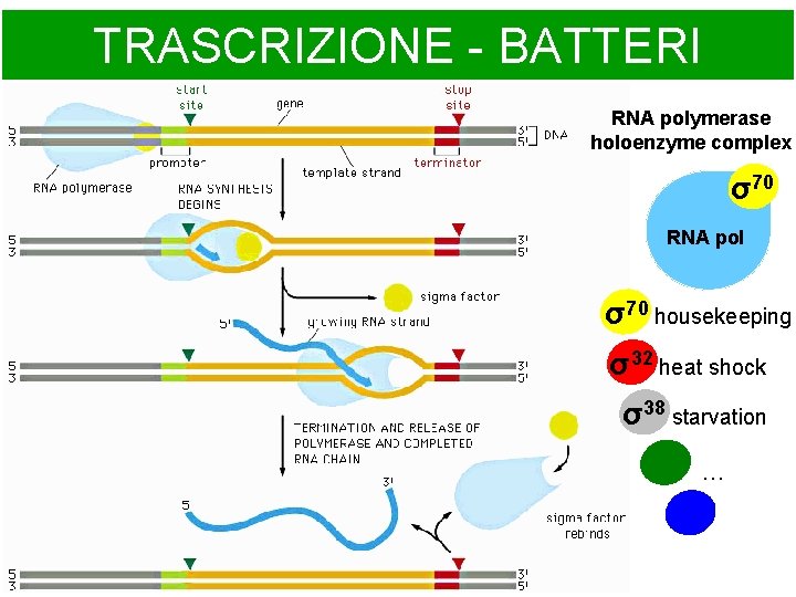 TRASCRIZIONE - BATTERI RNA polymerase holoenzyme complex σ70 RNA pol σ70 housekeeping σ32 heat