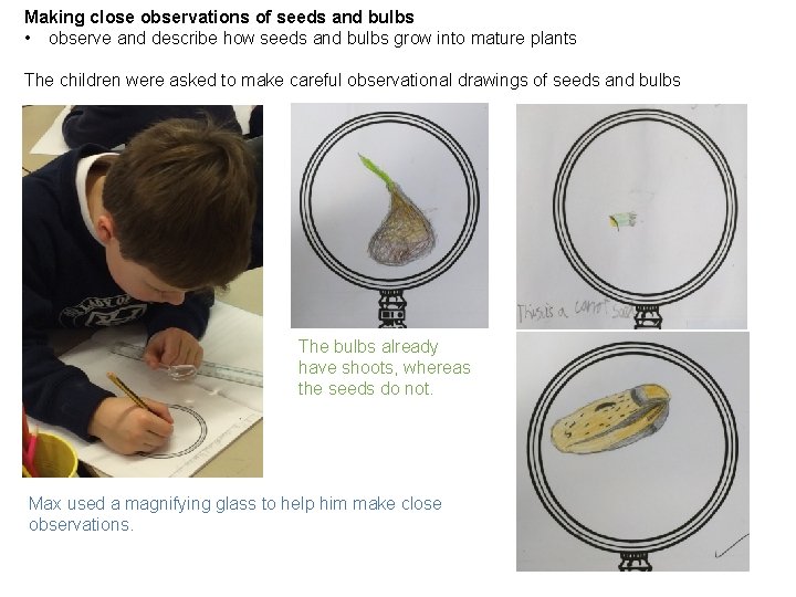 Making close observations of seeds and bulbs • observe and describe how seeds and