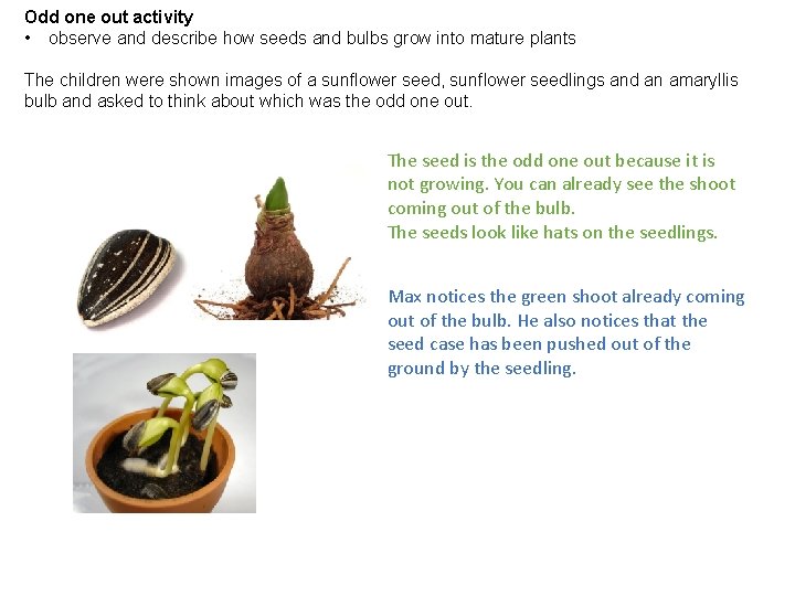 Odd one out activity • observe and describe how seeds and bulbs grow into
