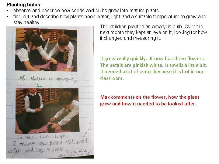 Planting bulbs • observe and describe how seeds and bulbs grow into mature plants