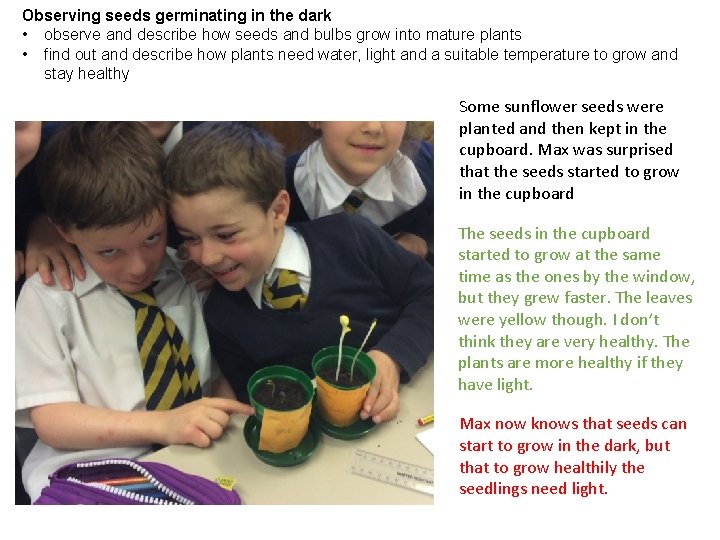 Observing seeds germinating in the dark • observe and describe how seeds and bulbs