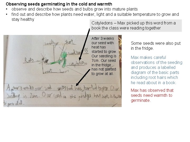 Observing seeds germinating in the cold and warmth • observe and describe how seeds