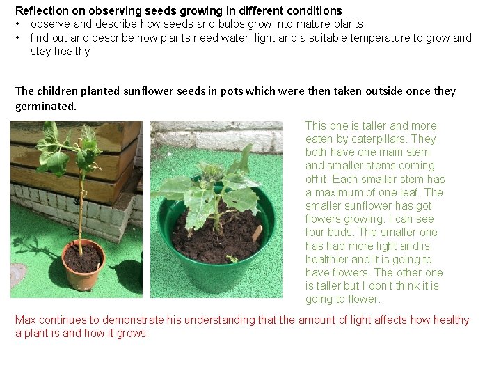 Reflection on observing seeds growing in different conditions • observe and describe how seeds