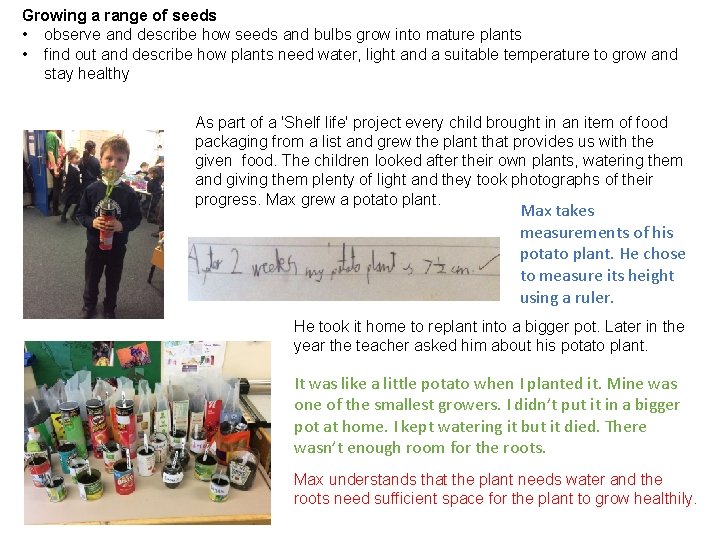 Growing a range of seeds • observe and describe how seeds and bulbs grow