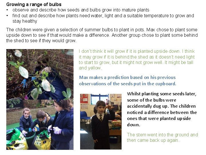 Growing a range of bulbs • observe and describe how seeds and bulbs grow