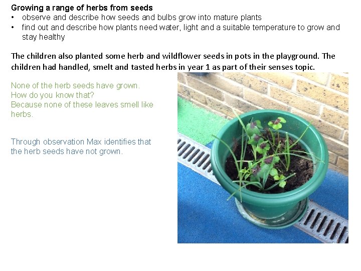 Growing a range of herbs from seeds • observe and describe how seeds and