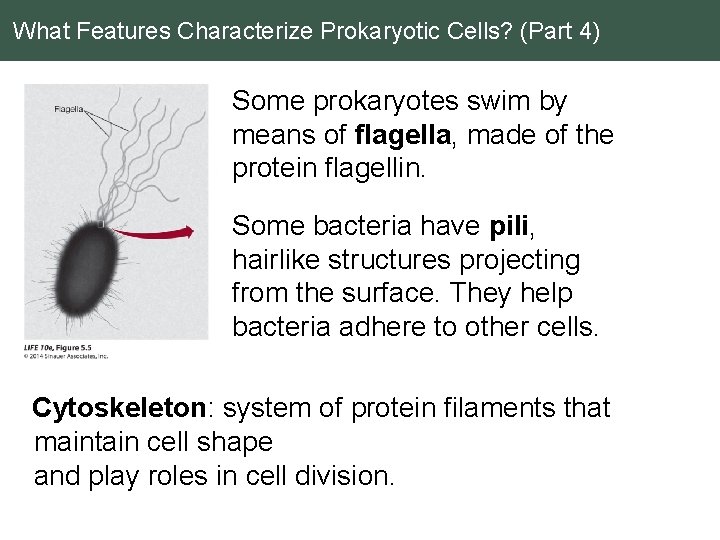 What Features Characterize Prokaryotic Cells? (Part 4) Some prokaryotes swim by means of flagella,