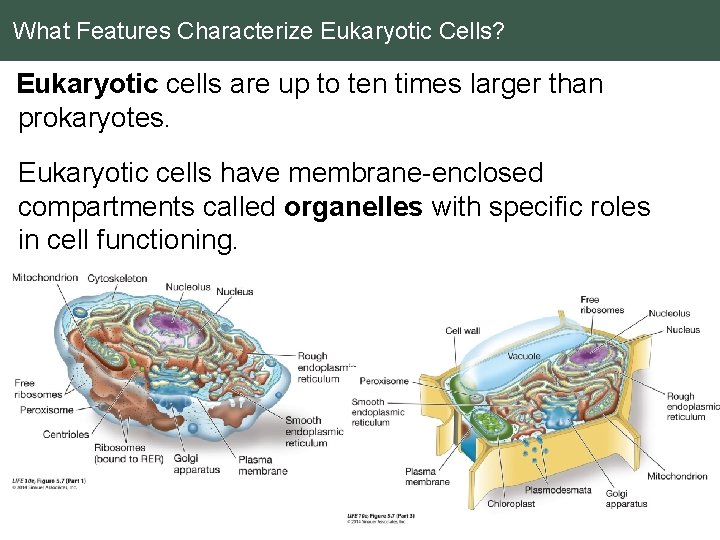 What Features Characterize Eukaryotic Cells? Eukaryotic cells are up to ten times larger than