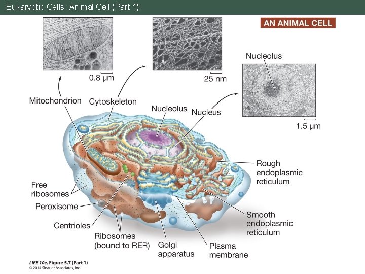 Eukaryotic Cells: Animal Cell (Part 1) 