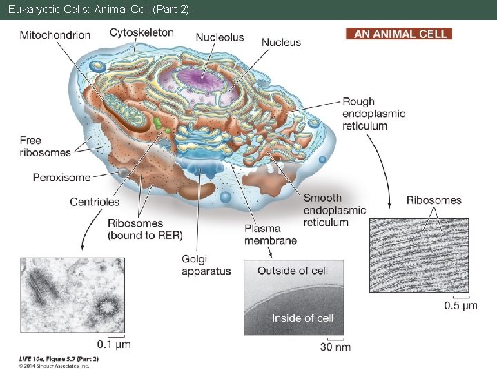 Eukaryotic Cells: Animal Cell (Part 2) 