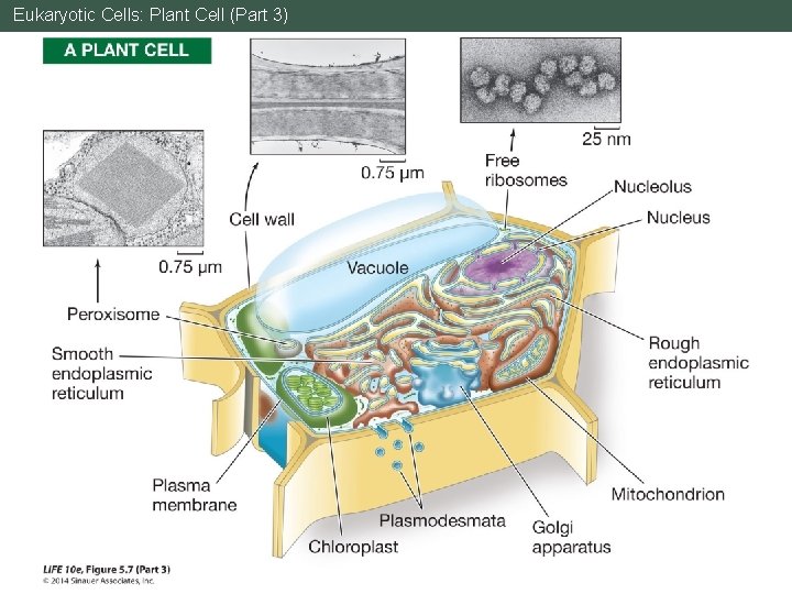 Eukaryotic Cells: Plant Cell (Part 3) 