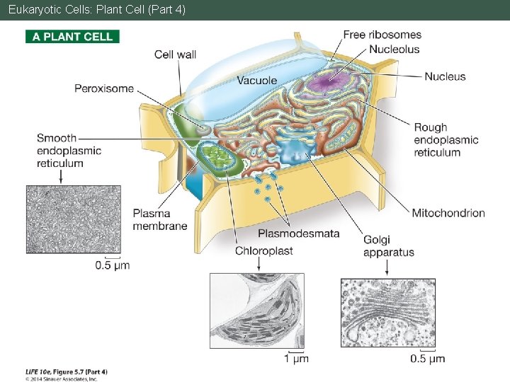 Eukaryotic Cells: Plant Cell (Part 4) 