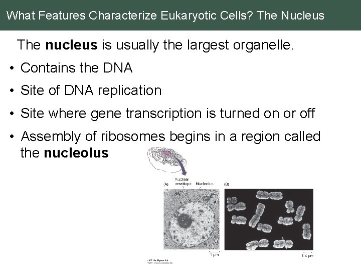 What Features Characterize Eukaryotic Cells? The Nucleus The nucleus is usually the largest organelle.