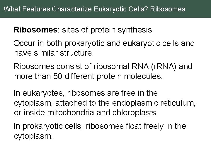 What Features Characterize Eukaryotic Cells? Ribosomes: sites of protein synthesis. Occur in both prokaryotic