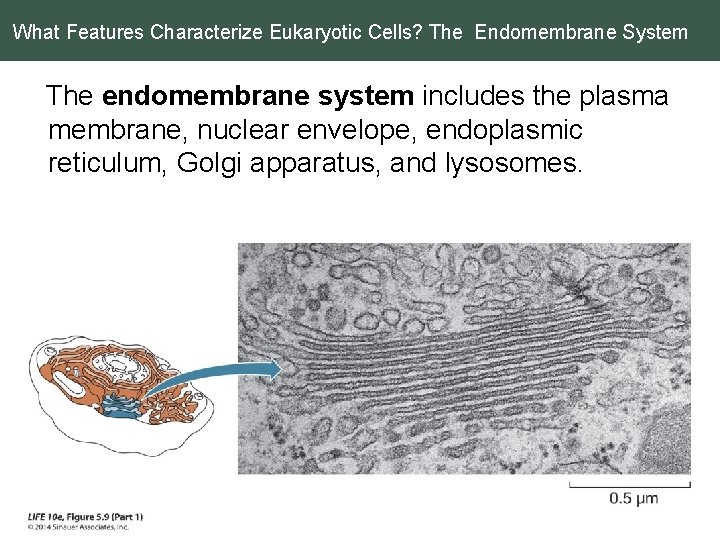 What Features Characterize Eukaryotic Cells? The Endomembrane System The endomembrane system includes the plasma