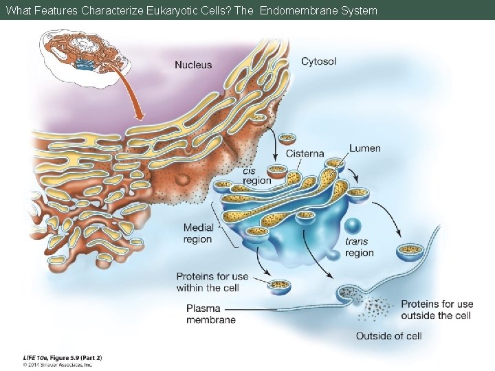 What Features Characterize Eukaryotic Cells? The Endomembrane System 