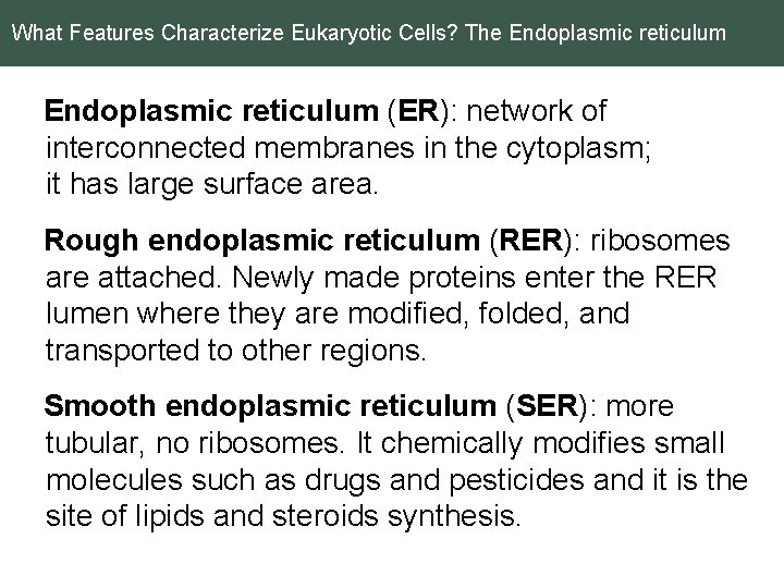 What Features Characterize Eukaryotic Cells? The Endoplasmic reticulum (ER): network of interconnected membranes in