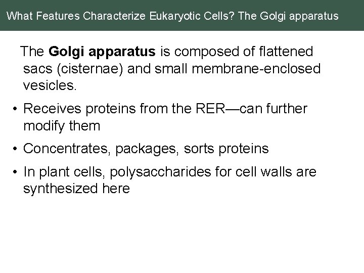 What Features Characterize Eukaryotic Cells? The Golgi apparatus is composed of flattened sacs (cisternae)