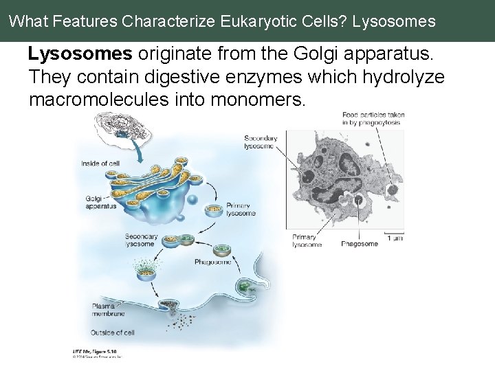 What Features Characterize Eukaryotic Cells? Lysosomes originate from the Golgi apparatus. They contain digestive